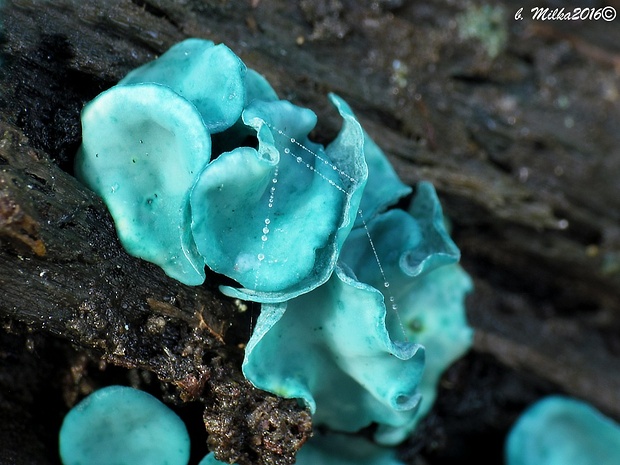 zelenica Chlorociboria sp.