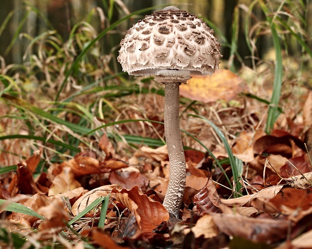 bedľa červenejúca Chlorophyllum rachodes (Vittad.) Vellinga