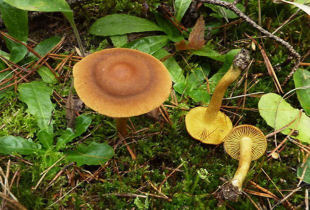 pavučinovec škoricovožltkastý Cortinarius cinnamomeoluteus? P.D. Orton