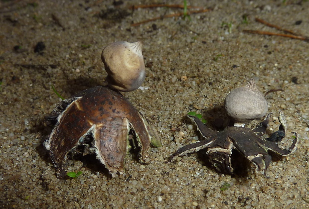 hviezdovka drsná a Schmidelova Geastrum campestre Geastrum schmidelii Morgan