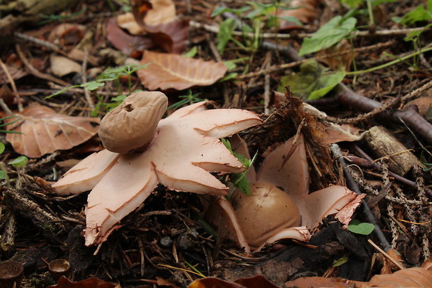 hviezdovka červenkastá Geastrum rufescens Pers.