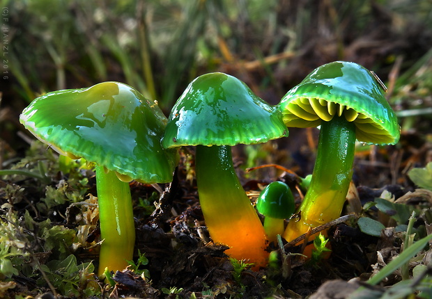 lúčnica žltozelená Gliophorus psittacinus (Schaeff.) Herink