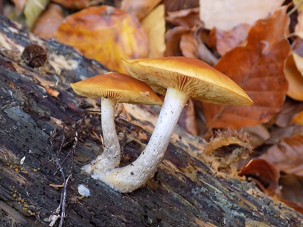 šupinovec nevoňavý Gymnopilus penetrans (Fr.) Murrill