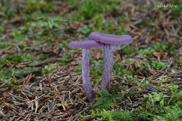 lakovka ametystová Laccaria amethystina (Huds.) Cooke