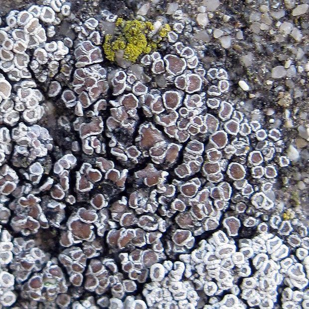 lekanora Lecanora cf. rugosella Zahlbr.