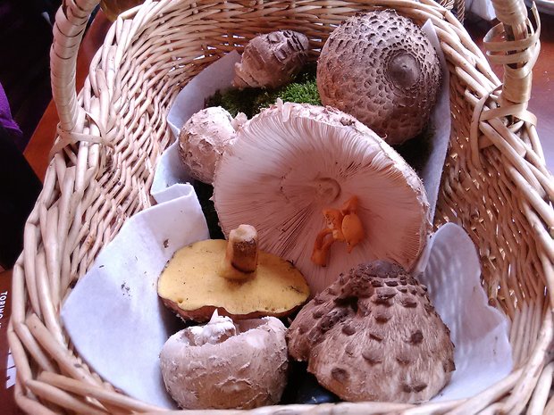 bedľa Macrolepiota sp.