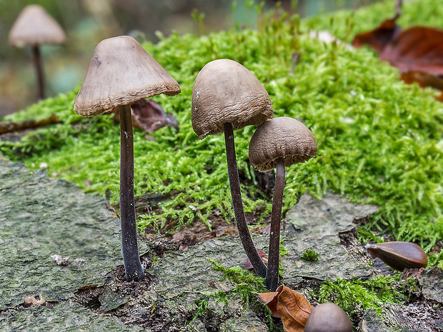 tanečnica cesnaková Mycetinis alliaceus (Jacq.) Earle ex A.W. Wilson & Desjardin