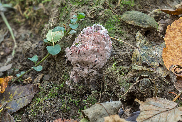 hubožer ? Mycogone sp.