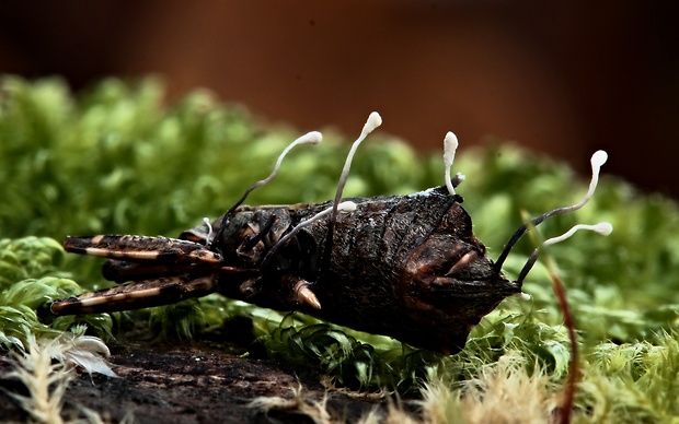 žezlovka bystrušková Ophiocordyceps entomorrhiza (Dicks.) G.H. Sung, J.M. Sung, Hywel-Jones & Spatafora