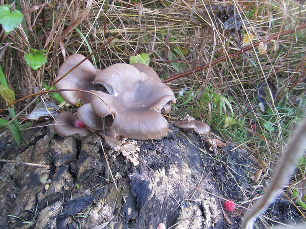 hliva ustricovitá Pleurotus ostreatus (Jacq.) P. Kumm.