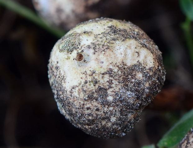 stopkovec šupinatý Tulostoma squamosum Pers.