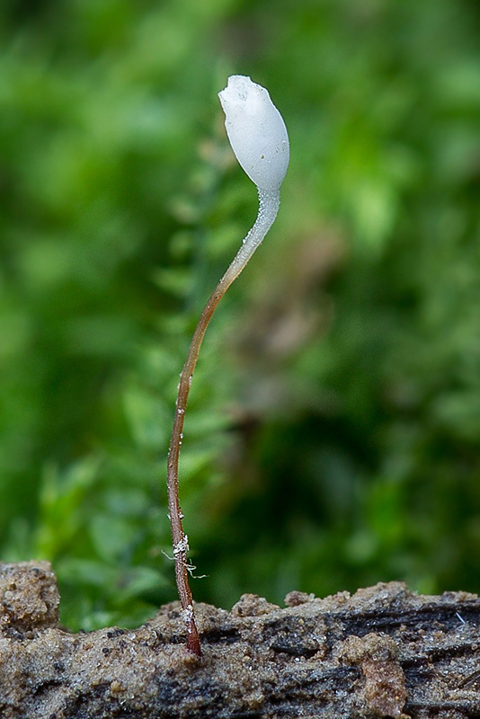 pálkovka Typhula sp.