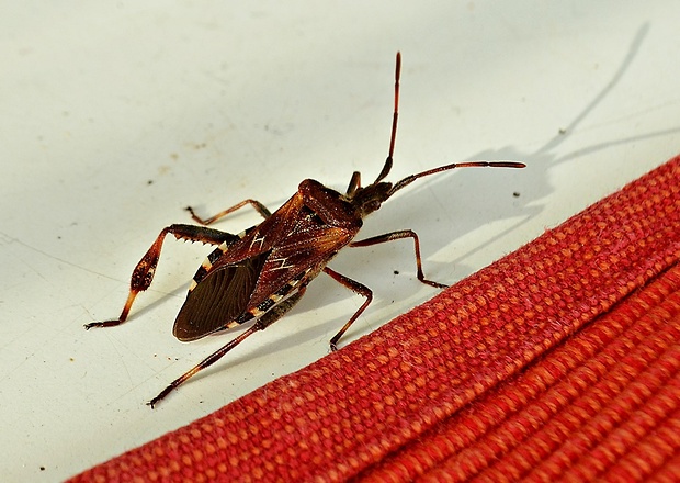 bzdocha americká  Leptoglossus occidentalis (Coreidae)