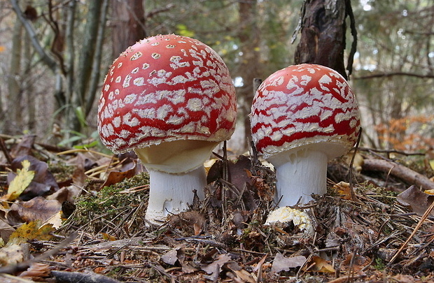 muchotrávka červená Amanita muscaria (L.) Lam.