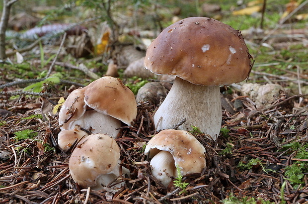 hríb smrekový Boletus edulis Bull.