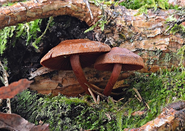 pavučinovec Cortinarius sp.