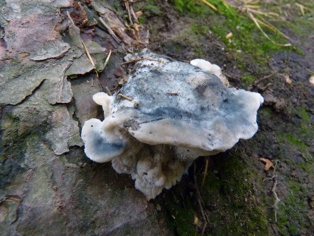 šťavnatec modrastý Cyanosporus caesius (Schrad.) McGinty