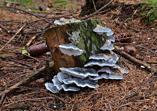 šťavnatec modrastý Cyanosporus caesius (Schrad.) McGinty