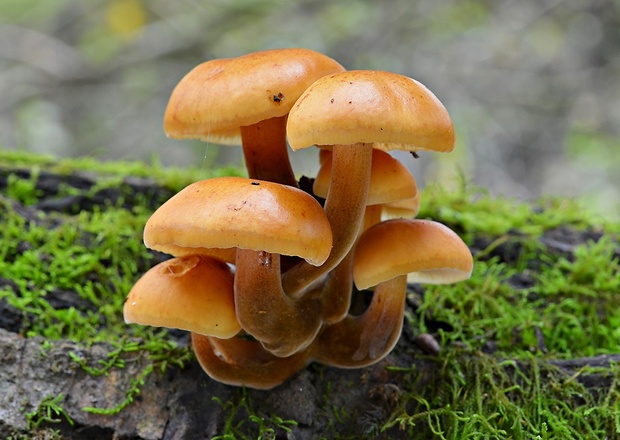 plamienka Flammulina sp.