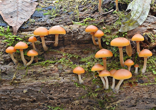 kapucňovka okrovohnedastá Galerina marginata (Batsch) Kühner