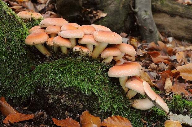 strapcovka tehlovočervená Hypholoma lateritium (Schaeff.) P. Kumm.