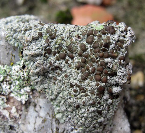 lekanora Lecanora cf. campestris (Schaer.) Hue