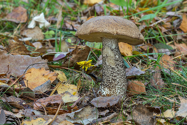 kozák Leccinum sp.