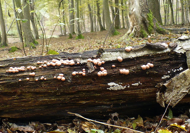 vlčinka červená biotop Lycogala epidendrum (J.C. Buxb. ex L.) Fr.