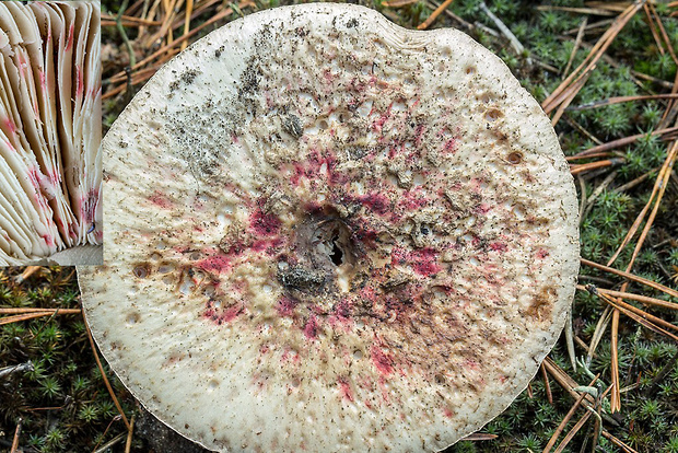 hubožer? Mycogone sp.