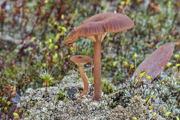 kalichovka? Omphalina sp.