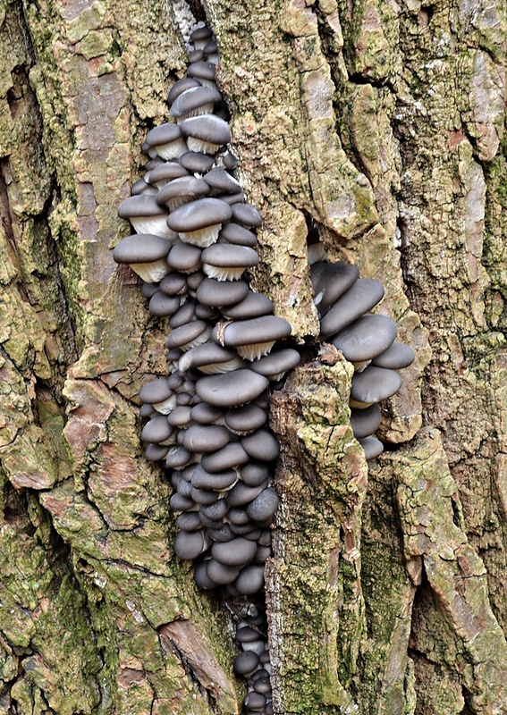 hliva ustricovitá Pleurotus ostreatus (Jacq.) P. Kumm.