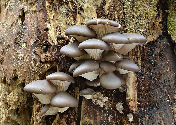 hliva ustricovitá Pleurotus ostreatus (Jacq.) P. Kumm.