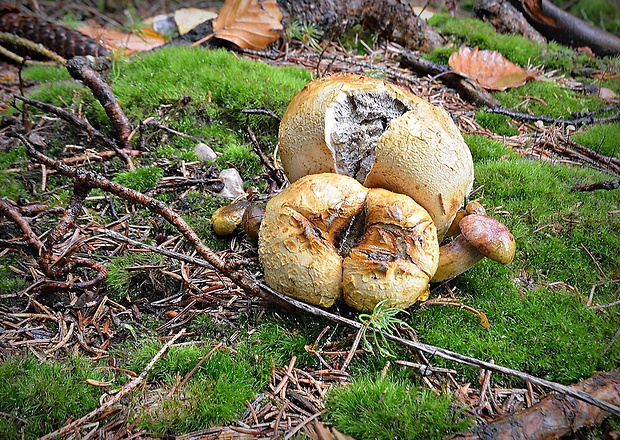 suchohríb cudzopasný Pseudoboletus parasiticus (Bull.) Šutara