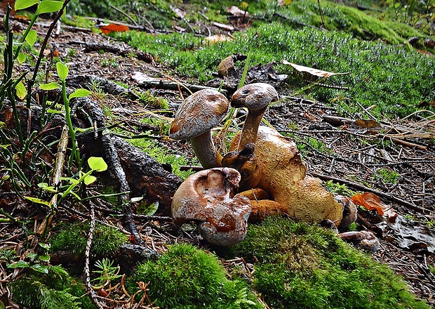 suchohríb cudzopasný Pseudoboletus parasiticus (Bull.) Šutara