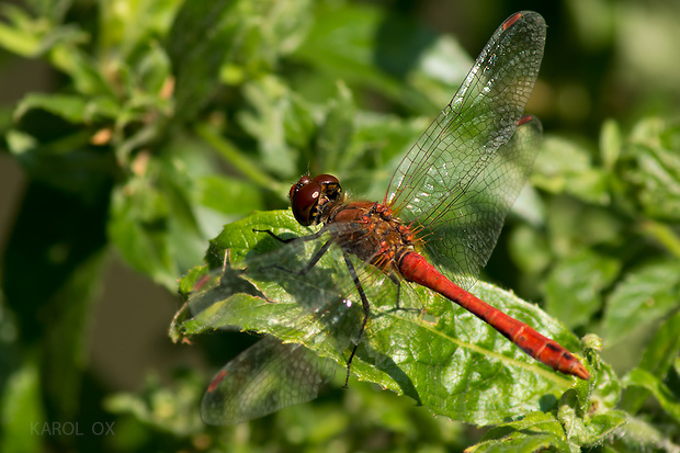 vážka červená Sympetrum sanguineum