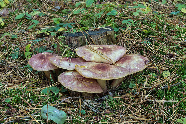 čírovec červenožltý Tricholomopsis rutilans (Schaeff.) Singer