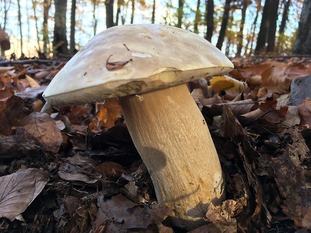 hríb smrekový Boletus edulis Bull.