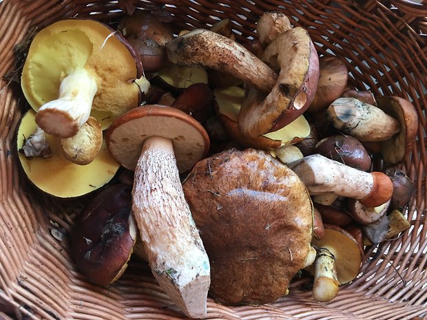 leccinum + Suillus