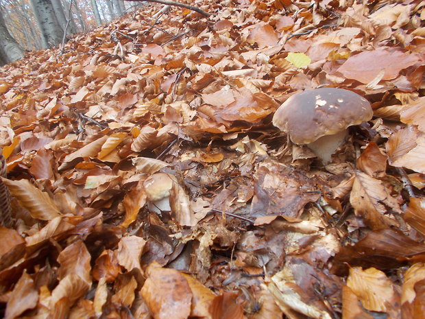 hríb smrekový Boletus edulis Bull.