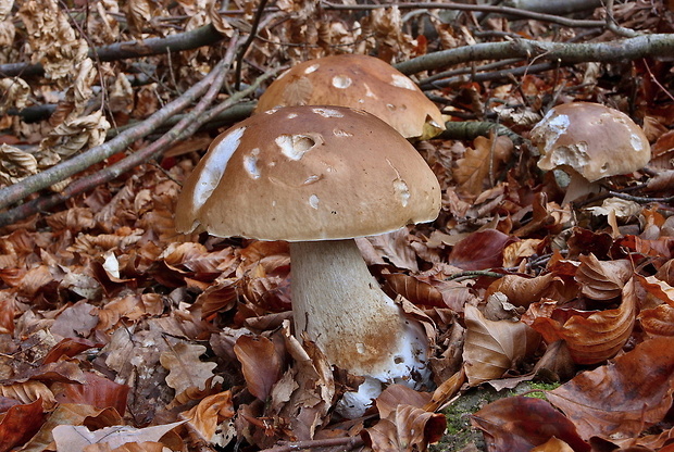 hríb smrekový Boletus edulis Bull.