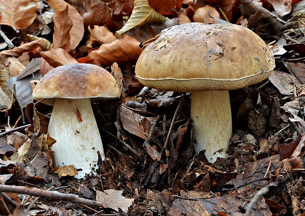 hríb smrekový Boletus edulis Bull.