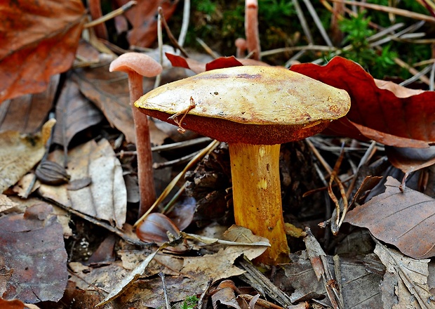 meďovec korenistý Chalciporus piperatus (Bull.) Bataille