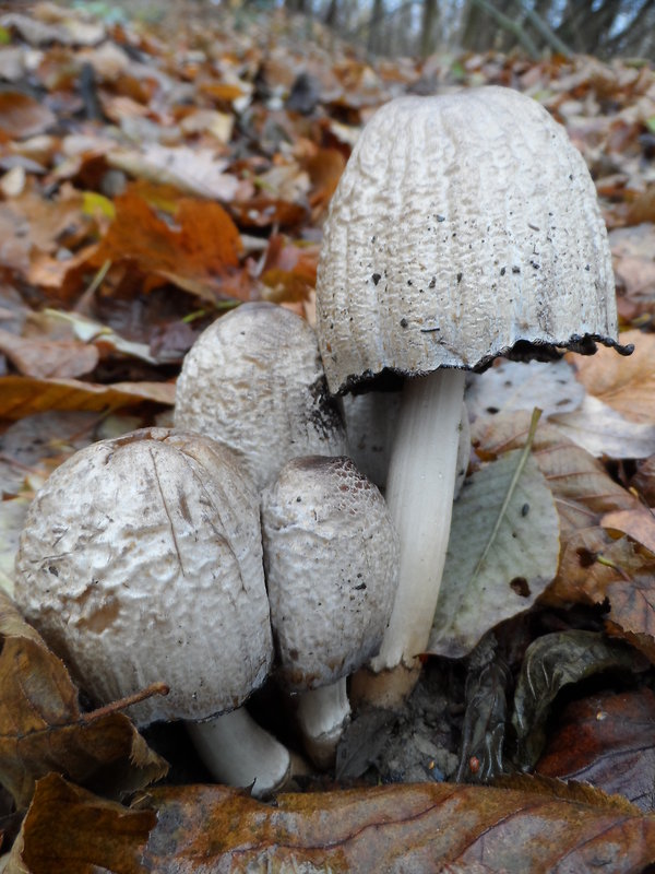 hnojník Coprinus sp.