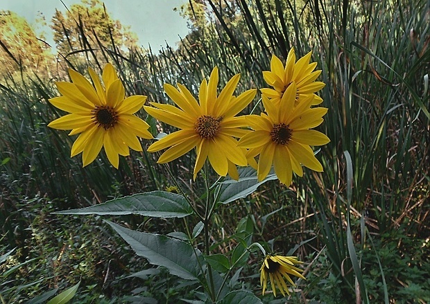 slnečnica hľuznatá Helianthus tuberosus L.