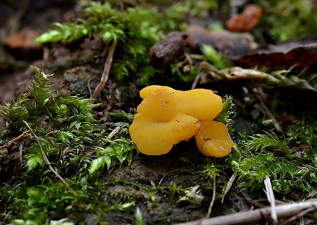 drevnička žltá Phaeohelotium terrestre (Velen.) Svrček