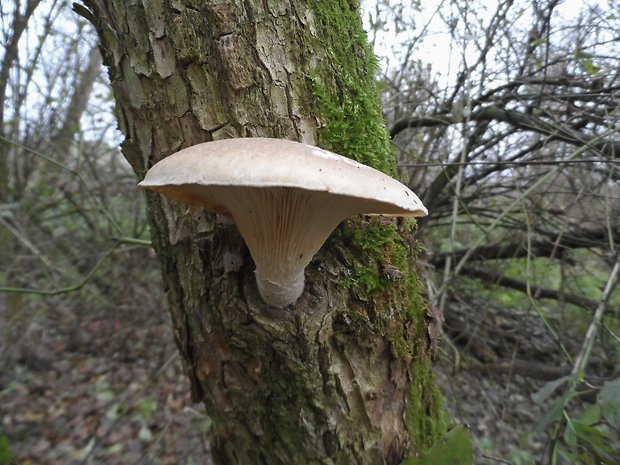 hliva dubová Pleurotus dryinus (Pers.) P. Kumm.