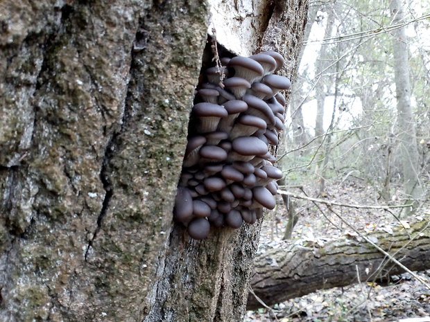 hliva ustricovitá Pleurotus ostreatus (Jacq.) P. Kumm.