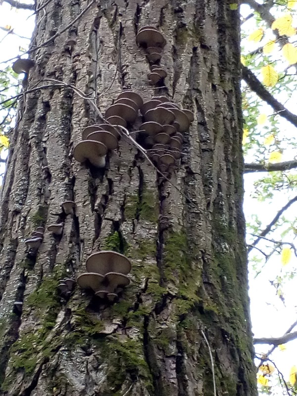 hliva ustricovitá Pleurotus ostreatus (Jacq.) P. Kumm.