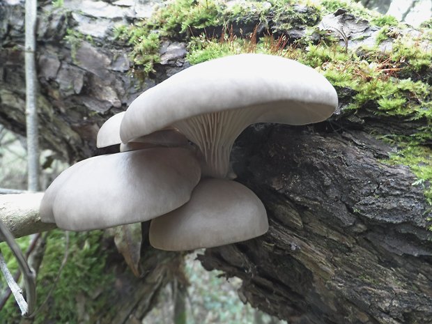 hliva ustricovitá Pleurotus ostreatus (Jacq.) P. Kumm.