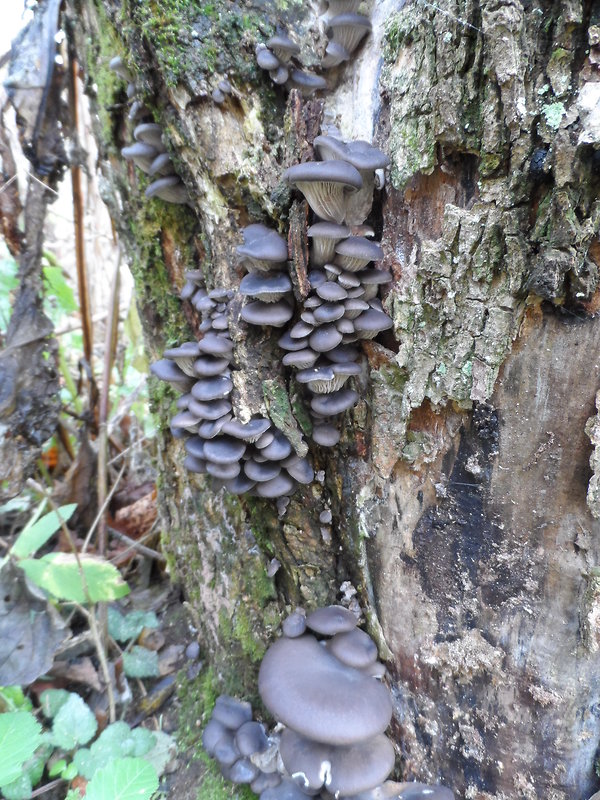 hliva ustricovitá Pleurotus ostreatus (Jacq.) P. Kumm.